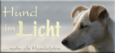 Hund im Licht