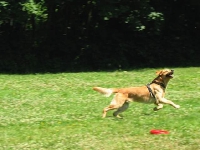 2006 CBF-Dogs