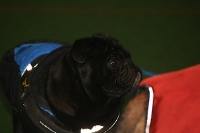 2009 CBF-Dogs